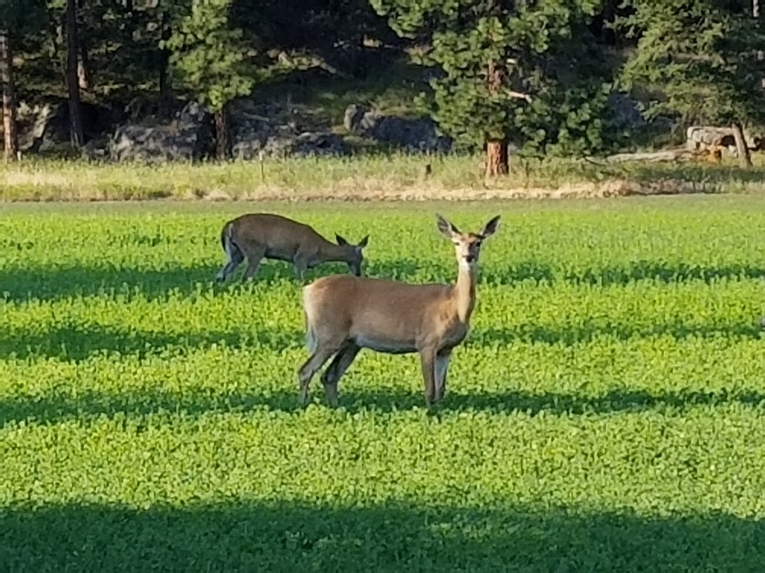 deer in field