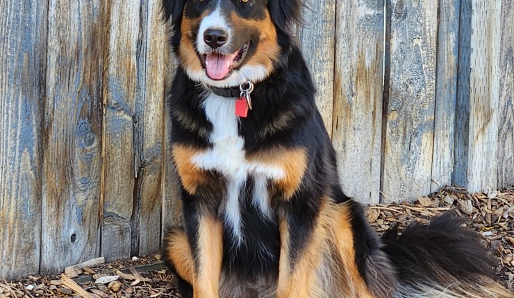 Going to the Dogs: Is Pet Sitting for&nbsp;You?